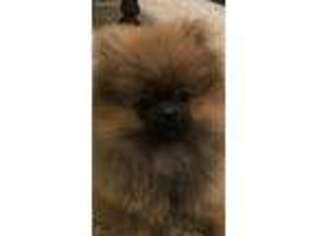 Pomeranian Puppy for sale in Cumming, GA, USA