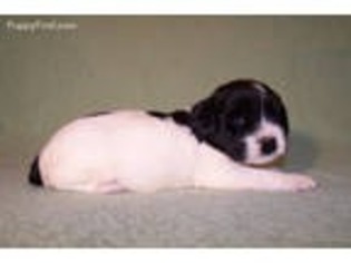 English Springer Spaniel Puppy for sale in Kilkenny, MN, USA