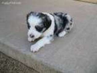 Miniature Australian Shepherd Puppy for sale in Camp Verde, AZ, USA