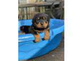 Rottweiler Puppy for sale in Toccoa, GA, USA