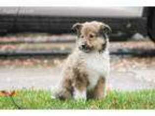 Collie Puppy for sale in Sacramento, CA, USA