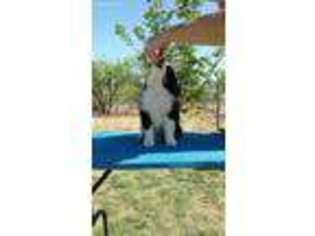 Miniature Australian Shepherd Puppy for sale in Show Low, AZ, USA