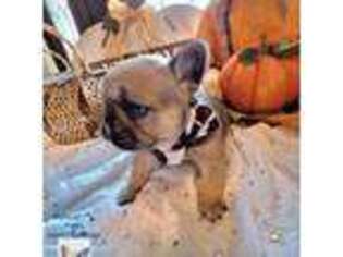 French Bulldog Puppy for sale in New Orleans, LA, USA