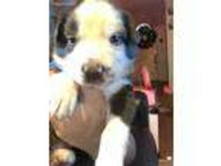 Border Collie Puppy for sale in Alexandria, VA, USA