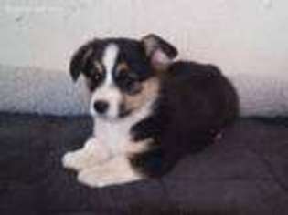 Pembroke Welsh Corgi Puppy for sale in Clovis, NM, USA
