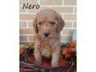Goldendoodle Puppy for sale in Grantsville, MD, USA