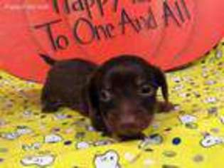 Dachshund Puppy for sale in Pomona, MO, USA