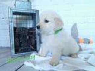 Mutt Puppy for sale in Starkville, MS, USA