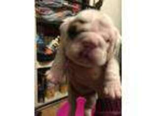 Bulldog Puppy for sale in Theresa, NY, USA