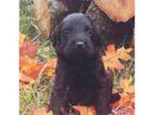 Labradoodle Puppy for sale in Linn Creek, MO, USA
