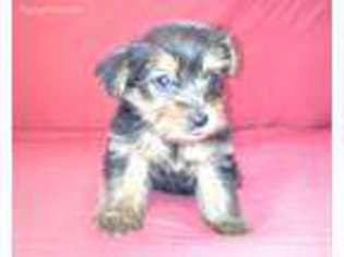 Yorkshire Terrier Puppy for sale in New Orleans, LA, USA