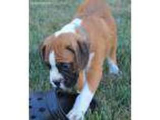 Boxer Puppy for sale in Champaign, IL, USA