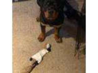 Rottweiler Puppy for sale in Hubbardston, MA, USA