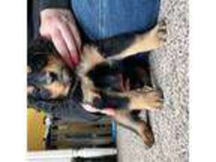 Bernese Mountain Dog Puppy for sale in Malone, NY, USA