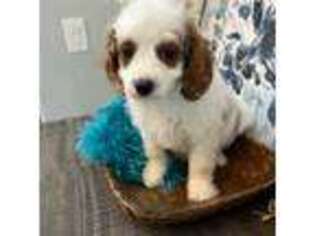 Cavapoo Puppy for sale in Litchfield Park, AZ, USA