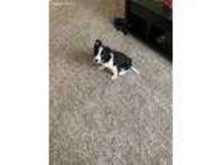 Border Collie Puppy for sale in Toledo, OH, USA