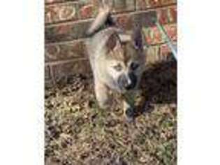 Siberian Husky Puppy for sale in Claremore, OK, USA