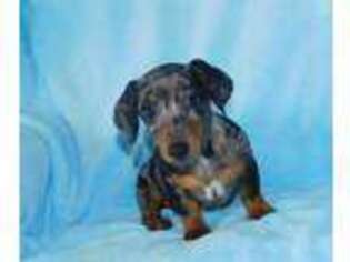 Dachshund Puppy for sale in Watts, OK, USA