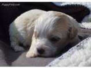 Cavachon Puppy for sale in Millersburg, IN, USA