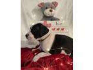 Great Dane Puppy for sale in Louisville, GA, USA