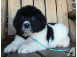 Mutt Puppy for sale in BONNIEVILLE, KY, USA