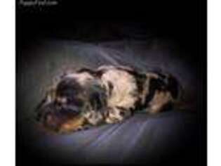 Dachshund Puppy for sale in Marion, IA, USA
