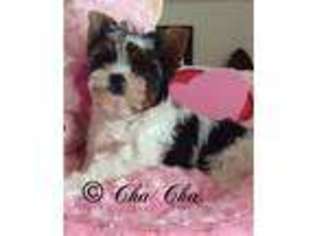 Biewer Terrier Puppy for sale in Topping, VA, USA