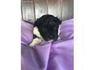 Havanese Puppy for sale in Clinton, AR, USA