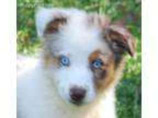 Australian Shepherd Puppy for sale in Braxton, MS, USA