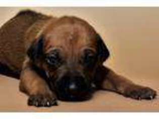 Rhodesian Ridgeback Puppy for sale in Fredericksburg, TX, USA