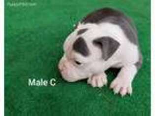 Mutt Puppy for sale in Chancellor, AL, USA