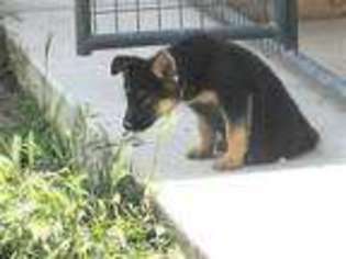 German Shepherd Dog Puppy for sale in REDDING, CA, USA