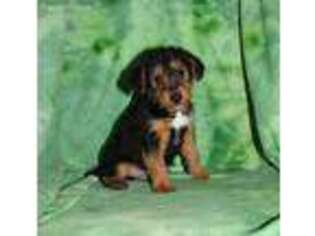 Welsh Terrier Puppy for sale in Motley, MN, USA