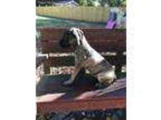 Mastiff Puppy for sale in Powder Springs, GA, USA