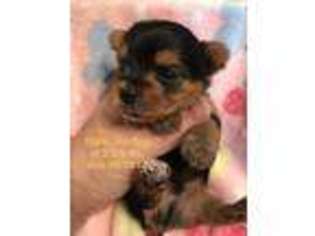 Yorkshire Terrier Puppy for sale in Louisville, OH, USA