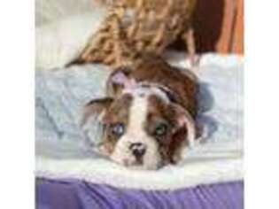 French Bulldog Puppy for sale in Covina, CA, USA