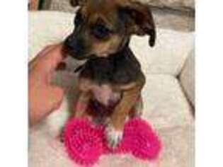 Chihuahua Puppy for sale in Anaheim, CA, USA