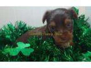 Yorkshire Terrier Puppy for sale in Athens, AL, USA