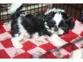 Mutt Puppy for sale in Gaylord, MI, USA