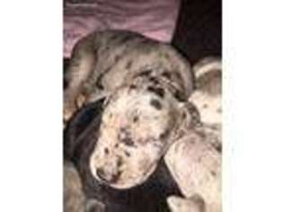 Great Dane Puppy for sale in Mustang, OK, USA