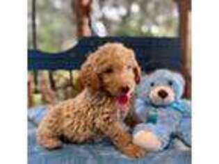 Labradoodle Puppy for sale in Tampa, FL, USA