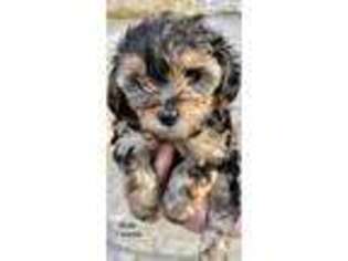 Yorkshire Terrier Puppy for sale in Georgetown, TX, USA