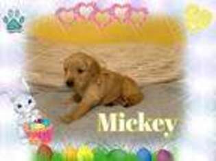 Golden Retriever Puppy for sale in Gastonia, NC, USA