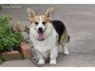 Pembroke Welsh Corgi Puppy for sale in Spring, TX, USA