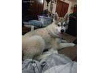 Siberian Husky Puppy for sale in Louisville, OH, USA