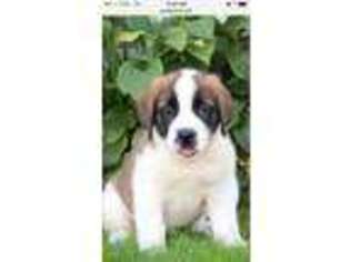 Saint Bernard Puppy for sale in Peach Bottom, PA, USA