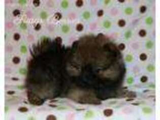 Pomeranian Puppy for sale in Ligonier, PA, USA