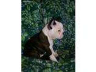 Boston Terrier Puppy for sale in Keizer, OR, USA