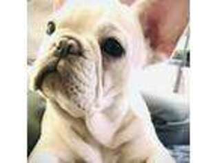 French Bulldog Puppy for sale in Hugo, OK, USA