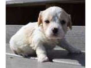 Cavachon Puppy for sale in Millersburg, IN, USA